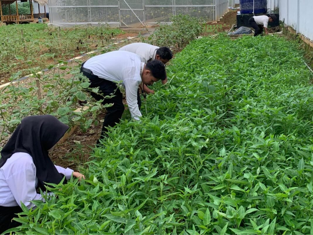 Pegawai dan Peserta Magang Rutan Kelas I Palembang Panen Terong dan Kangkung di Area Ketahanan Pangan Pegawai dan Peserta Magang Rutan Kelas I Palembang Panen Terong dan Kangkung di Area Ketahanan Pangan