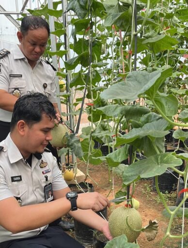 Panen Melon di SAE Rutan Palembang, Wujud Pembinaan Kemandirian dan Dukungan Ketahanan Pangan Panen Melon di SAE Rutan Palembang, Wujud Pembinaan Kemandirian dan Dukungan Ketahanan Pangan